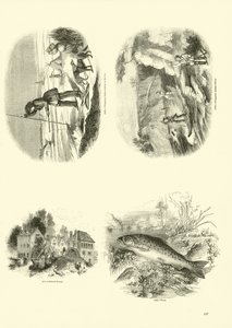 Page du Musée Pictural de la Nature Animée - English School