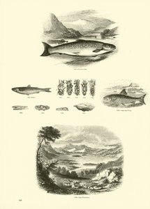 Page du Musée Pictural de la Nature Animée - English School