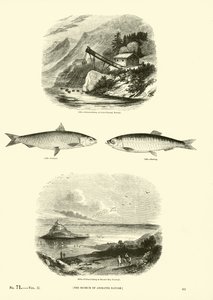 Page du Musée Pictural de la Nature Animée - English School