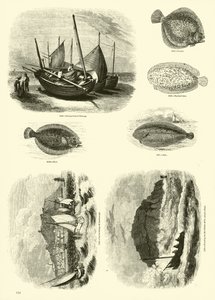 Page du Musée Pictural de la Nature Animée