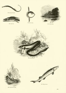 Page du Musée Pictural de la Nature Animée - English School