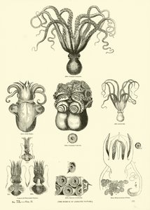 Page du Musée Pictural de la Nature Animée