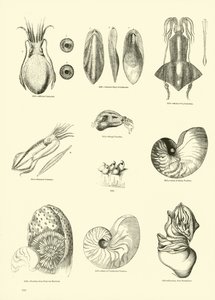 Page du Musée Pictural de la Nature Animée - English School