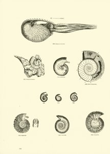 Page du Musée Pictural de la Nature Animée - English School