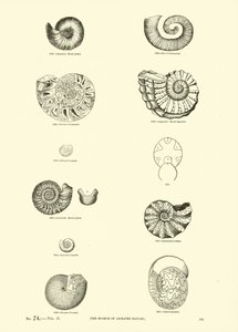 Page du Musée Pictural de la Nature Animée - English School