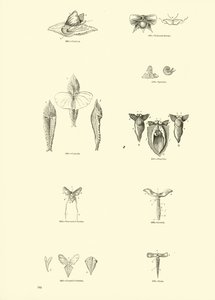 Page du Musée Pictural de la Nature Animée - English School