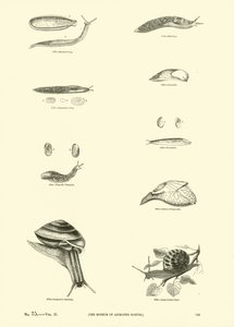 Page du Musée Pictural de la Nature Animée - English School