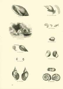 Page du Musée Pictural de la Nature Animée - English School