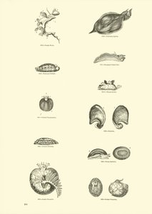 Page du Musée Pictural de la Nature Animée - English School