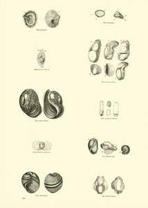 Page du Musée Pictural de la Nature Animée