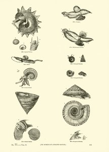 Page du Musée Pictural de la Nature Animée