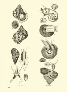 Page du Musée Pictural de la Nature Animée - English School