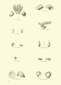 Page du Musée Pictural de la Nature Animée - English School