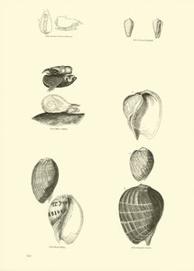 Page du Musée Pictural de la Nature Animée - English School