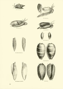 Page du Musée Pictural de la Nature Animée