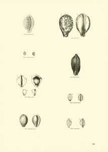 Page du Musée Pictural de la Nature Animée - English School