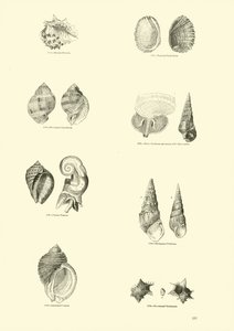 Page du Musée Pictural de la Nature Animée - English School