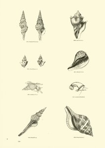 Page du Musée Pictural de la Nature Animée - English School