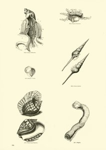 Page du Musée Pictural de la Nature Animée - English School