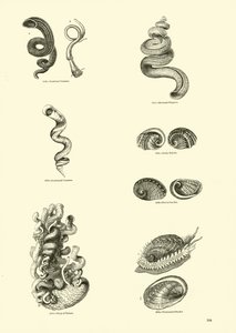 Page du Musée Pictural de la Nature Animée - English School