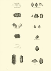 Page du Musée Pictural de la Nature Animée - English School
