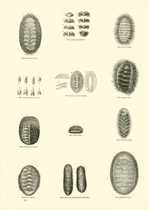 Page du Musée Pictural de la Nature Animée - English School