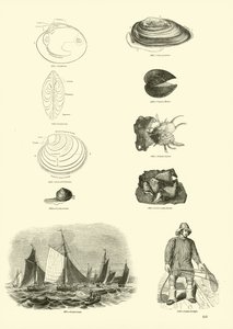 Page du Musée Pictural de la Nature Animée - English School