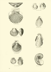 Page du Musée Pictural de la Nature Animée - English School