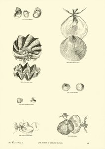 Page du Musée Pictural de la Nature Animée - English School