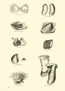 Page du Musée Pictural de la Nature Animée - English School