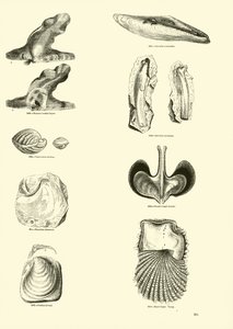 Page du Musée Pictural de la Nature Animée - English School