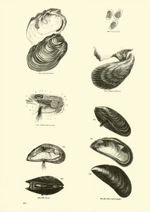 Page du Musée Pictural de la Nature Animée - English School