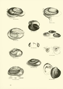 Page du Musée Pictural de la Nature Animée