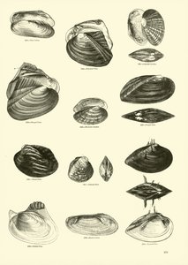 Page du Musée Pictural de la Nature Animée - English School