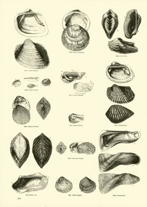 Page du Musée Pictural de la Nature Animée - English School