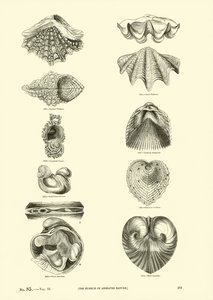 Page du Musée Pictural de la Nature Animée