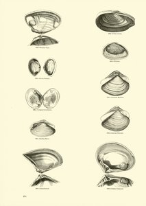 Page du Musée Pictural de la Nature Animée