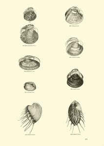 Page du Musée Pictural de la Nature Animée - English School