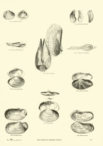 Page du Musée Pictural de la Nature Animée - English School