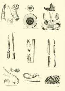 Page du Musée Pictural de la Nature Animée - English School