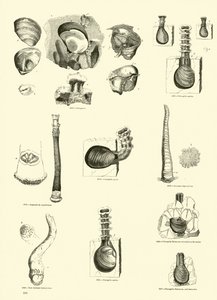 Page du Musée Pictural de la Nature Animée - English School