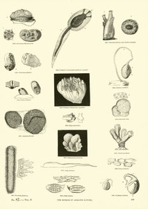 Page du Musée Pictural de la Nature Animée