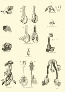 Page du Musée Pictural de la Nature Animée - English School