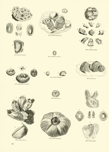 Page du Musée Pictural de la Nature Animée - English School