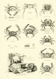 Page du Musée Pictural de la Nature Animée - English School