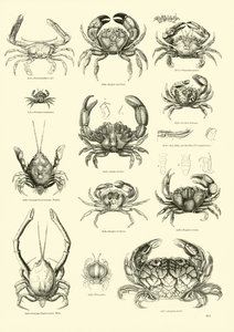 Page du Musée Pictural de la Nature Animée