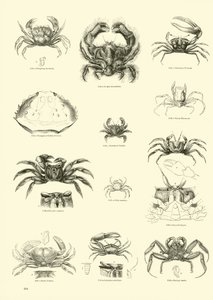 Page du Musée Pictural de la Nature Animée - English School