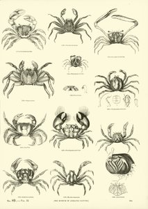 Page du Musée Pictural de la Nature Animée