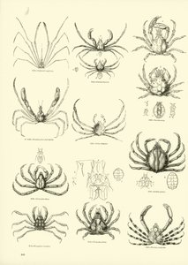 Page du Musée Pictural de la Nature Animée