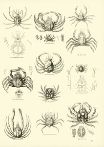 Page du Musée Pictural de la Nature Animée